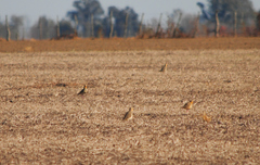 Oreopholus ruficollis
