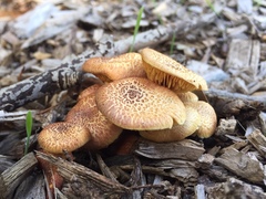 Gymnopilus dilepis