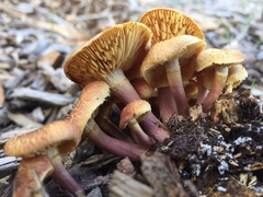 Gymnopilus dilepis
