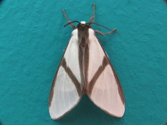 Turuptiana obliqua