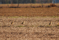 Oreopholus ruficollis