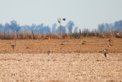 Oreopholus ruficollis