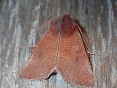 Orthosia transparens