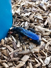 Pygodasis ephippium ephippium