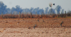 Oreopholus ruficollis