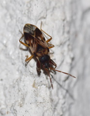 Scolopostethus affinis