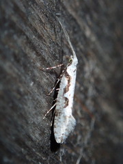 Rhigognostis interrupta