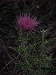 Cirsium ochrocentrum martinii