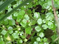 Callitriche muelleri