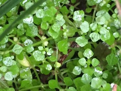 Callitriche muelleri