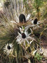 Eryngium proteiflorum