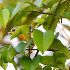 Setophaga americana