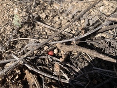Erythrina flabelliformis