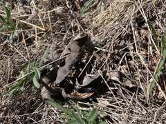 Erythrina flabelliformis