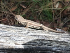 Sceloporus virgatus