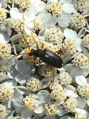 Grammoptera