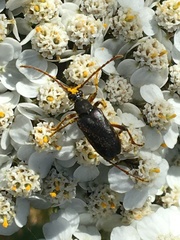 Grammoptera