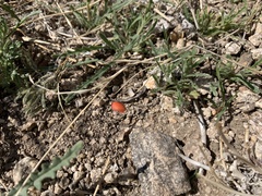 Erythrina flabelliformis