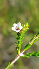 Micromyrtus