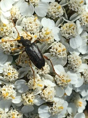 Grammoptera