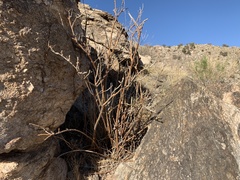 Erythrina flabelliformis