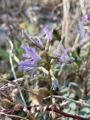 Astragalus lentiginosus wilsonii