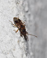 Scolopostethus affinis