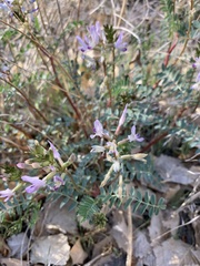 Astragalus lentiginosus wilsonii