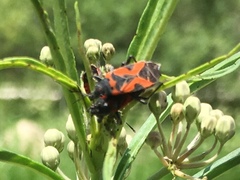Lygaeus reclivatus