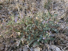 Astragalus lentiginosus wilsonii