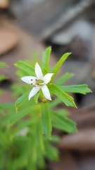 Rhytidosporum
