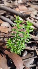 Rhytidosporum