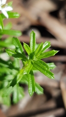 Rhytidosporum