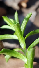 Rhytidosporum