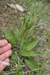 Hieracium lepidulum