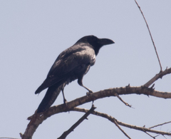 Corvus macrorhynchos