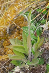 Hieracium lepidulum
