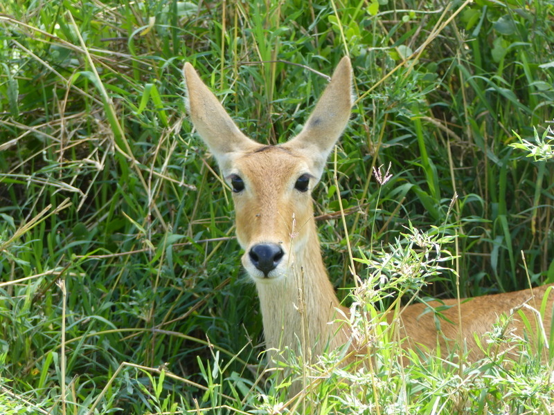 Redunca redunca, Tarangire NP Tanzania, by simontonge