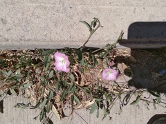 Convolvulus arvensis