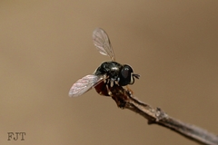 Paragus haemorrhous