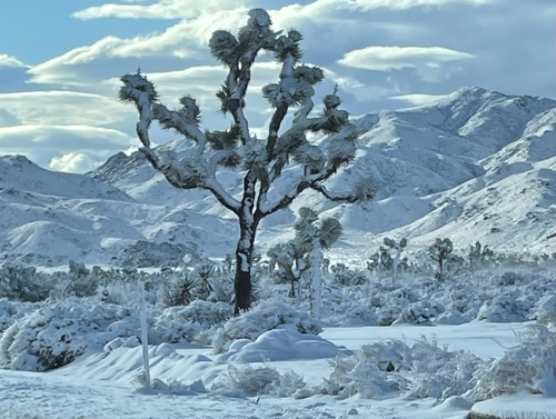 Joshua tree (Yucca brevifolia)