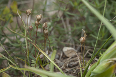 Gagea reticulata