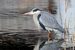 Ardea cinerea