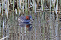 Tachybaptus ruficollis