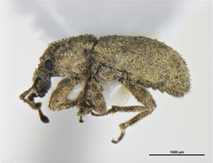 Protolobus obscurus