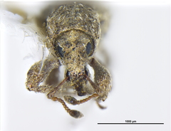 Protolobus obscurus