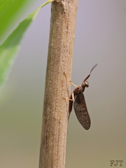 Isonychia intermedia