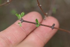 Olearia bullata
