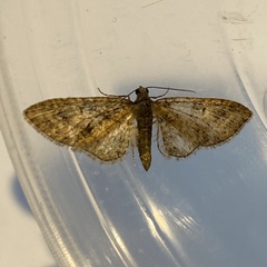 Eupithecia dodoneata