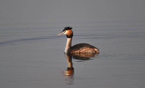 Great Crested Grebe